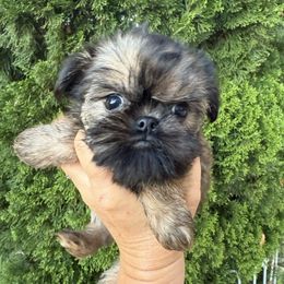 Scarlett - Red female Brussels Griffon puppy in Brooks, Georgia from Brooks Berner Bears & Brussels Griffons