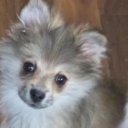 Gracie - Cream sable female Pomeranian puppy in El Centro, California from BabyBooPoms