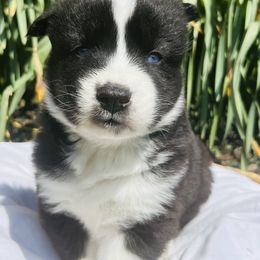 Siberian Husky Puppies from Wooly Woof Siberians