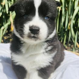 Siberian Husky Puppies from Wooly Woof Siberians