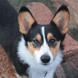 American Corgis from Little Long Pond Corgis