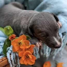 Whippet Puppies from Firefly Cove Whippets