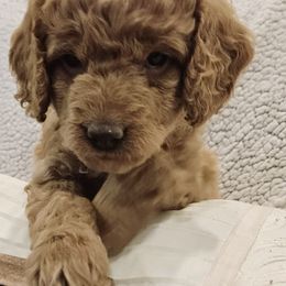 Goldendoodle Puppies from Pemberley Puppies