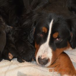 Bernese Mountain Dog Puppies from Brookwood Bernese Mountain Dogs
