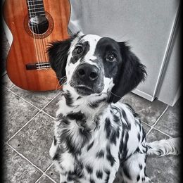 Nora - Dalmatian