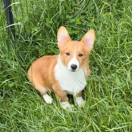 Male - Fawn male Pembroke Welsh Corgi puppy in Oxford, Pennsylvania from K&S Quality Pembroke Welsh Corgi’s