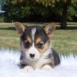 Lucas - Black and tan male Pembroke Welsh Corgi puppy in Gober, Texas from Trigger Time Kennels