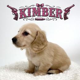 Kimber - Cream female Dachshund puppy in Wylie, Texas from Lawson's Kennel