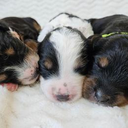 Rose - Black and white female Bernedoodle puppy in Granton, Wisconsin from Rose River Farms