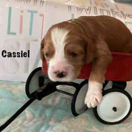 Cassiel - Red and white male Cockapoo puppy in Indiana from MoonShine Babies