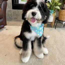 "Georgia (future Bernedoodle mom)" Bernedoodle, Bernese Mountain Dog, and Sheepadoodle Puppies from VonDoodles Bernedoodles & Sheepadoodles