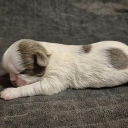 Dolly Barkin - Lilac female Shih Tzu puppy in Newark, Ohio from Gemini Kennels