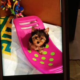 Yorkshire Terrier All Grown Up from Sauty Dog Yorkies