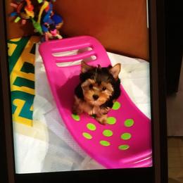 Yorkshire Terrier All Grown Up from Sauty Dog Yorkies