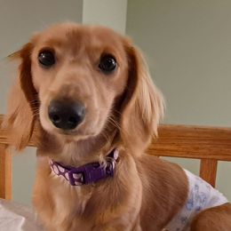 Dachshunds from Heather's Dachshunds