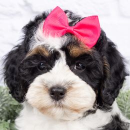 Piper - Brown white and tan female Cockapoo puppy in West Valley City, Utah from Firm Foundation Cockapoos