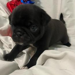 Tuxedo - Black male Pug puppy in South Carolina from Best Carolina Pugs