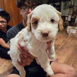 Male Cream and Tan - Cream male Havapoo puppy in Millersburg, Ohio from Rachelle's Havapoos