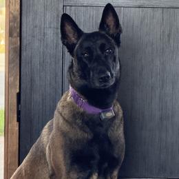 Emma - Belgian Malinois