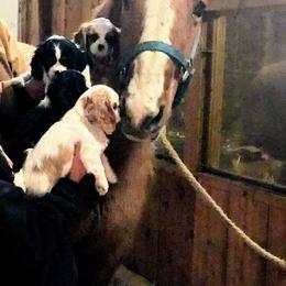 Cavalier King Charles Spaniel Puppies from Jina Ezell