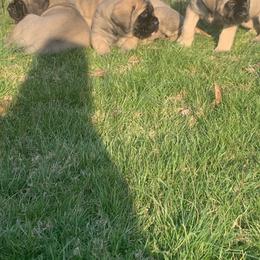 Cockapoo and Mastiff Puppies from SMC Mastiffs / Muddy Boots Doodles