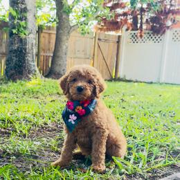 Baby Blue - Apricot male Goldendoodle puppy in Orlando, Florida from Walk by Faith Doodles
