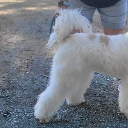 Aussiedoodle, Australian Shepherd, and Poodle All Grown Up from Foothill