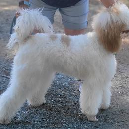 Aussiedoodle, Australian Shepherd, and Poodle All Grown Up from Foothill