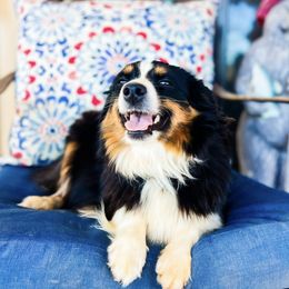 Soxy - Australian Shepherd