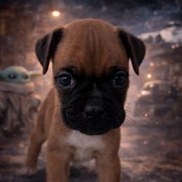 Leia - Fawn female Boxer puppy in Ocala, Florida from Bowers Boxers