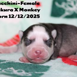 Zucchini - Gray and white female Pomsky puppy in Centerville, Iowa from LJ Kennels Pomskies, LLC