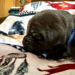 Toblerone (blue collar) - Chocolate male Labrador Retriever puppy in Bandera, Texas from The Sugar & Spice Ranch Labrador Retrievers