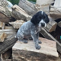Boy 3 - Black and white male German Wirehaired Pointer puppy in Potosi, Wisconsin from Point and Flush Gun Dogs