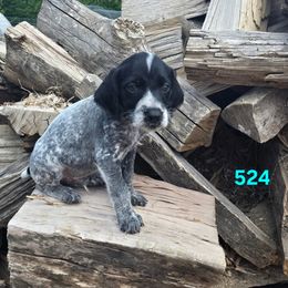 Boy 3 - Black and white male German Wirehaired Pointer puppy in Potosi, Wisconsin from Point and Flush Gun Dogs