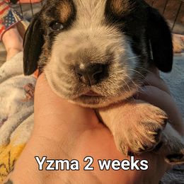 Yzma - Basset Hound puppy in Cardington, Ohio from Buckeye Bassets 419