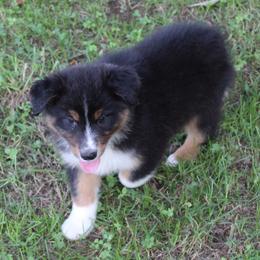 Craig - Black tri-color male Australian Shepherd puppy in Kansas, Oklahoma from Windy G Farm