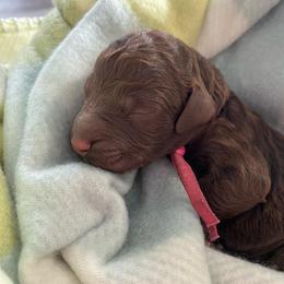 3. HOT PINK COLLAR GIRL - Chocolate female Goldendoodle puppy in Charlo, Montana from Heavenly Hilltop Farm