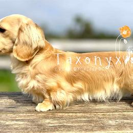 Sibylle - Dachshund