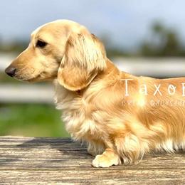 Sibylle - Dachshund