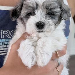 Nova - Blue merle and white female Sheepadoodle puppy in La Plata, Maryland from Serenity Creek Doodles