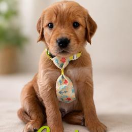 Cruise - Dark golden male Golden Retriever puppy in San Bernardino, California from Thegoldendreams1
