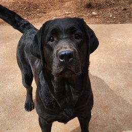 Sky - Labrador Retriever