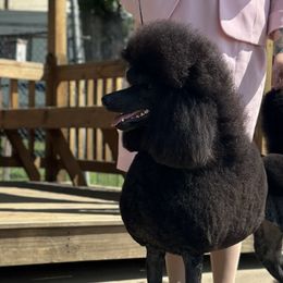 Poodles and Silken Windhounds from The Texas Haven Hounds