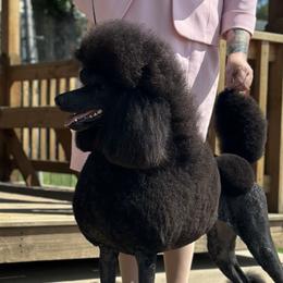 Poodles and Silken Windhounds from The Texas Haven Hounds