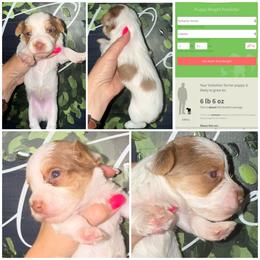 Hershey - Parti male Yorkshire Terrier puppy in Cleveland, Tennessee from Moody’s Morkies and More