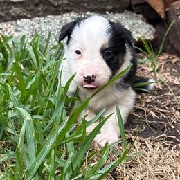 Don Diego - Black and white male Border Collie puppy in Mckinney, Texas from Border Collies of Ruidoso
