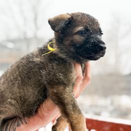 Girl 3 - Sable female German Shepherd puppy in Denver, Colorado from Morales Kennels