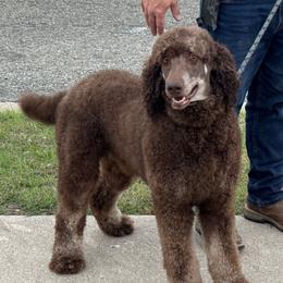 Rookie - Poodle