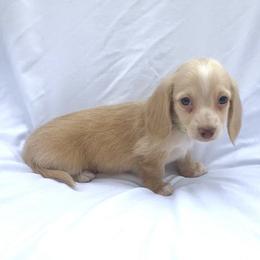 Green - Cream male Dachshund puppy in Silver Springs, Florida from DeMarsh's Dachshunds