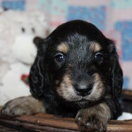 Boy 1 - Black and cream male Dachshund puppy in Craig, Colorado from Rocky Mountain Shih Tzus and Dry Creek Miniature Dachshunds